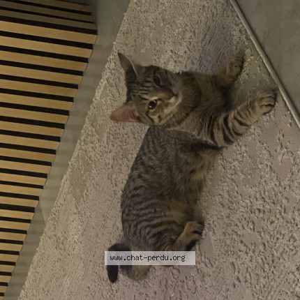 Photo de chat perdu à Blotzheim