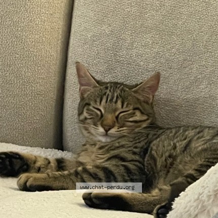 Photo 2/2 Patouche Chat perdu à Blotzheim