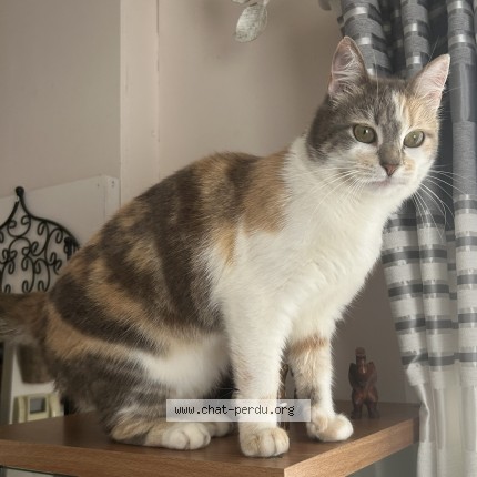 Photo de chat perdu à Les Essarts Le Roi