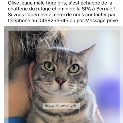 Photo 1/1 olive Chat perdu à Carcassone