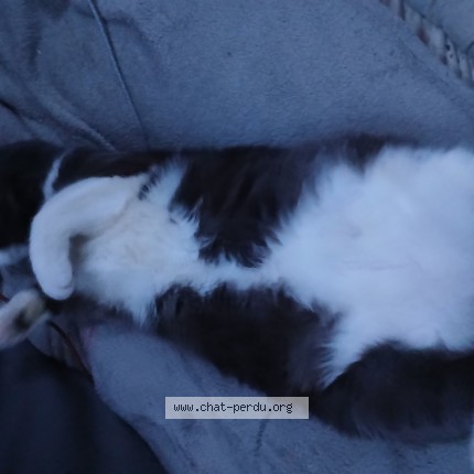 Photo de chat perdu à Aix En Provence