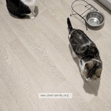 Photo de chat perdu à Annoeullin