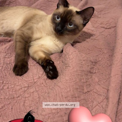 Photo de chat perdu à Meaux