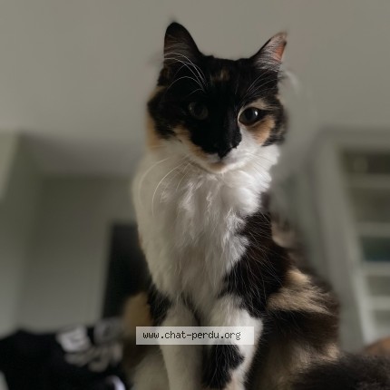 Photo de chat perdu à Les Villages Voveens