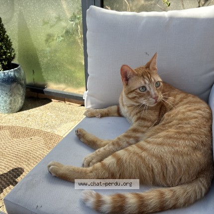 Photo de chat perdu à Essart Le Roi