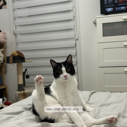 Photo de chat perdu à Lambersart