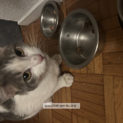 Photo de chat trouvé à Toulouse