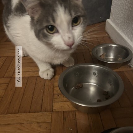 Photo 1/1 Chat trouvé Trouvé à Toulouse