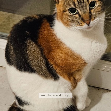 Photo de chat perdu à Poitiers