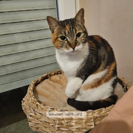 Photo 2/2 Shelly Chat perdu à Poitiers