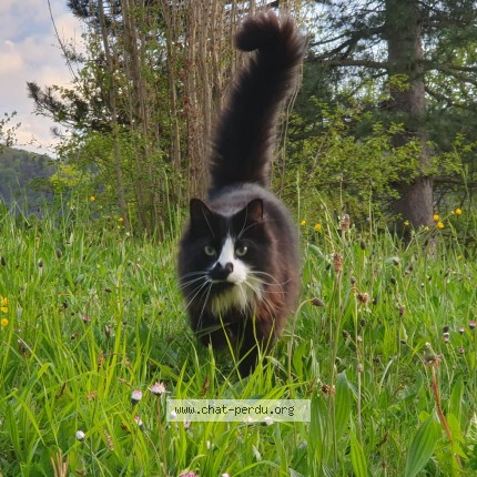 Photo 1/1 Moka Chat perdu à Venon