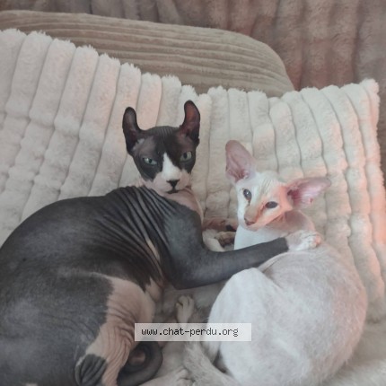 Photo de chat perdu à Excenevex