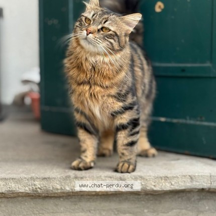 Photo 1/1 Chat retrouvé Perdu à Saint Maur Des Fosses