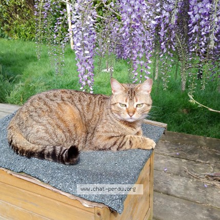 Photo de chat perdu à La Mothe Achard