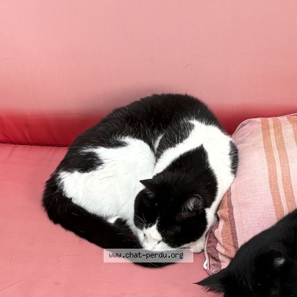 Photo de chat perdu à Vendin Le Vieil