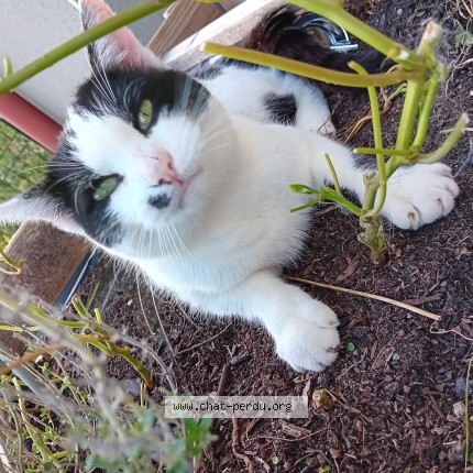 Photo de chat perdu à Fey
