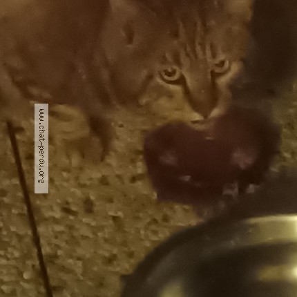 Photo 1/1 Chat trouvé Trouvé à Epinay Sur Seine