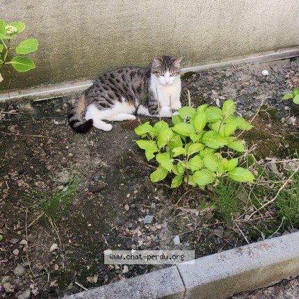 Photo de chat perdu à Tours