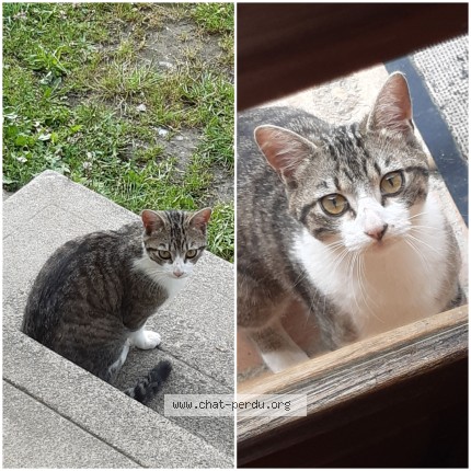 Photo 1/1 Chat trouvé Trouvé à Ordizan