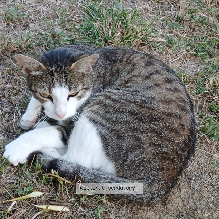 Photo de chat perdu à Gujan Mestras
