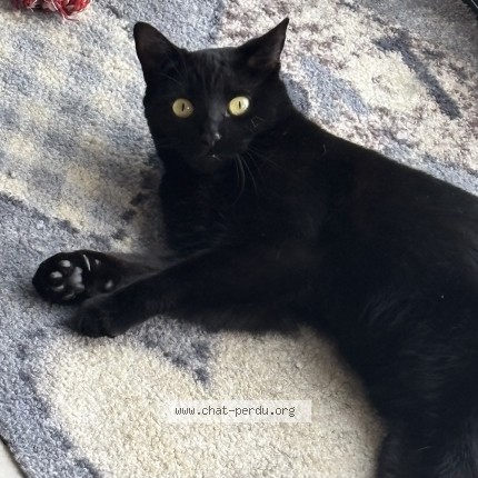 Photo de chat perdu à Trange