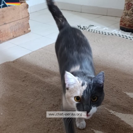 Photo de chat perdu à St Quentin La Poterie