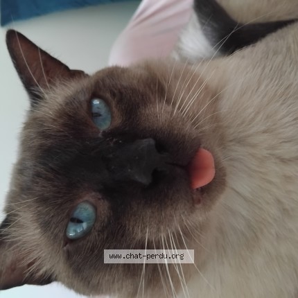 Photo de chat perdu à Vaureal