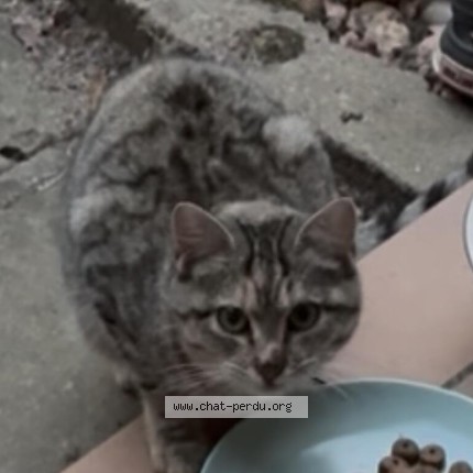 Photo de chat trouvé à Freyming