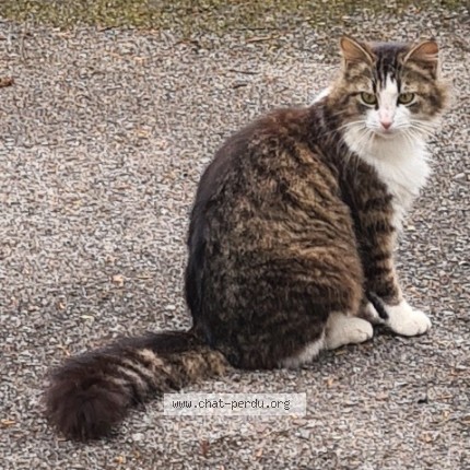 Photo 1/1 Chat trouvé Trouvé à Le Havre