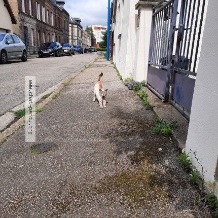 Photo 1/1 Chat trouvé Trouvé à Sotteville Les Rouen