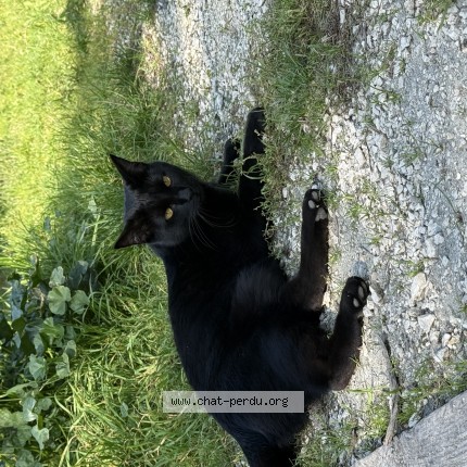 Photo de chat perdu à Vizille