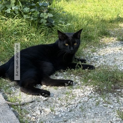 Photo 1/1 Chat retrouvé Perdu à Vizille