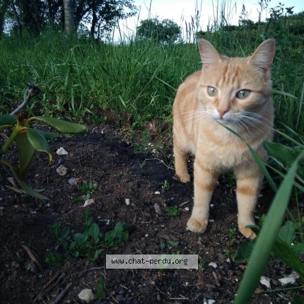 Photo de chat perdu à Vuillafans