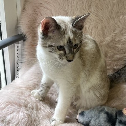Photo 1/1 Chat trouvé Trouvé à Nantes