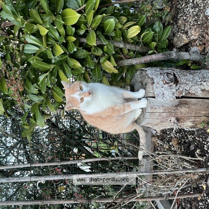 Photo de chat perdu à Dammarie Les Lys