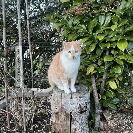 Photo 1/1 Chat retrouvé Perdu à Dammarie Les Lys