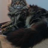 atilla