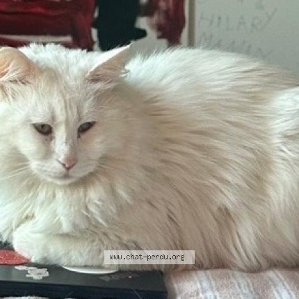 Photo de chat perdu à Gagny