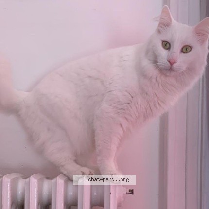 Photo de chat perdu à Gagny