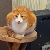 simba