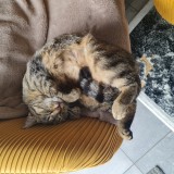 Fifille