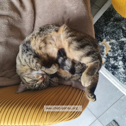 Photo 1/1 Fifille Chat perdu à Les Sables D Olonne
