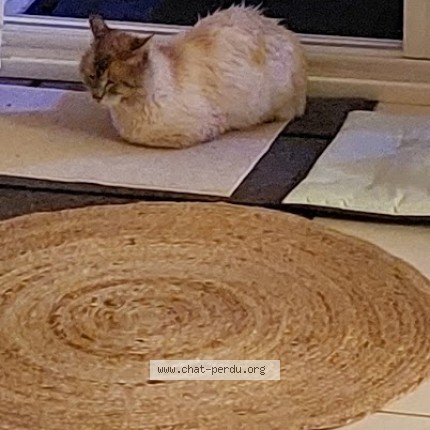 Photo de chat trouvé à Vaux Le Penil