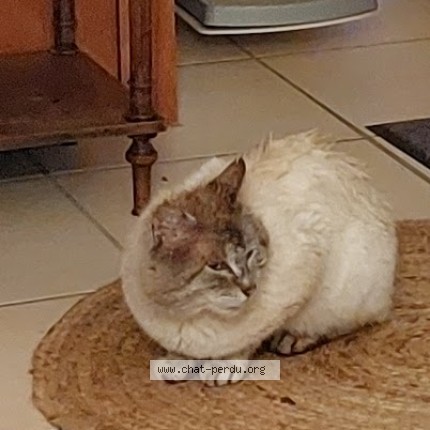 Photo 2/2 Chat trouvé Trouvé à Vaux Le Penil