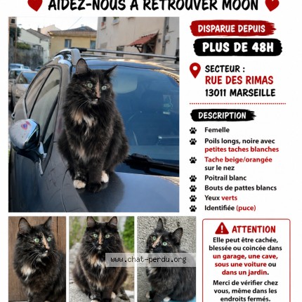 Photo 1/1 Chat retrouvé Perdu à Marseille
