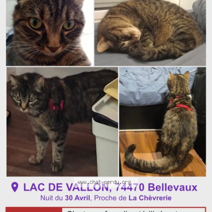 Photo 1/1 Mononoké Chat perdu à Bellevaux