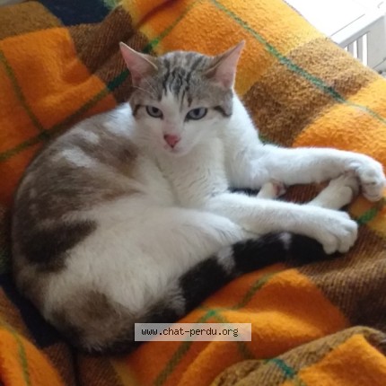 Photo 1/1 Chat trouvé Trouvé à Buffieres