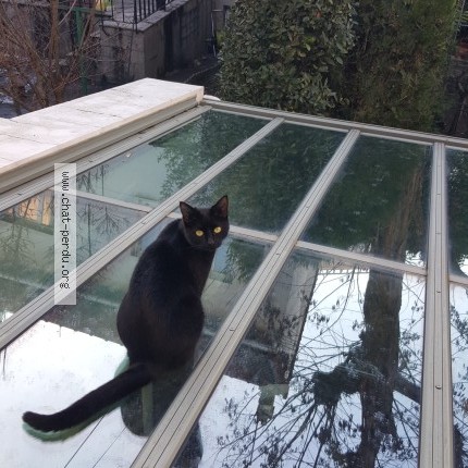 Photo de chat perdu à Maisons Alfort