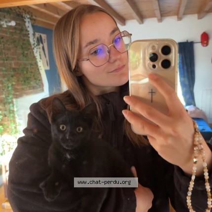 Photo de chat perdu à Amiens