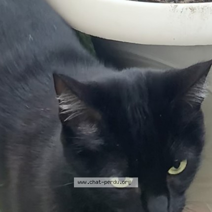 Photo de chat perdu à Moirans